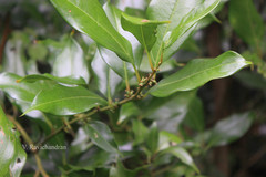 Sarcococca saligna
